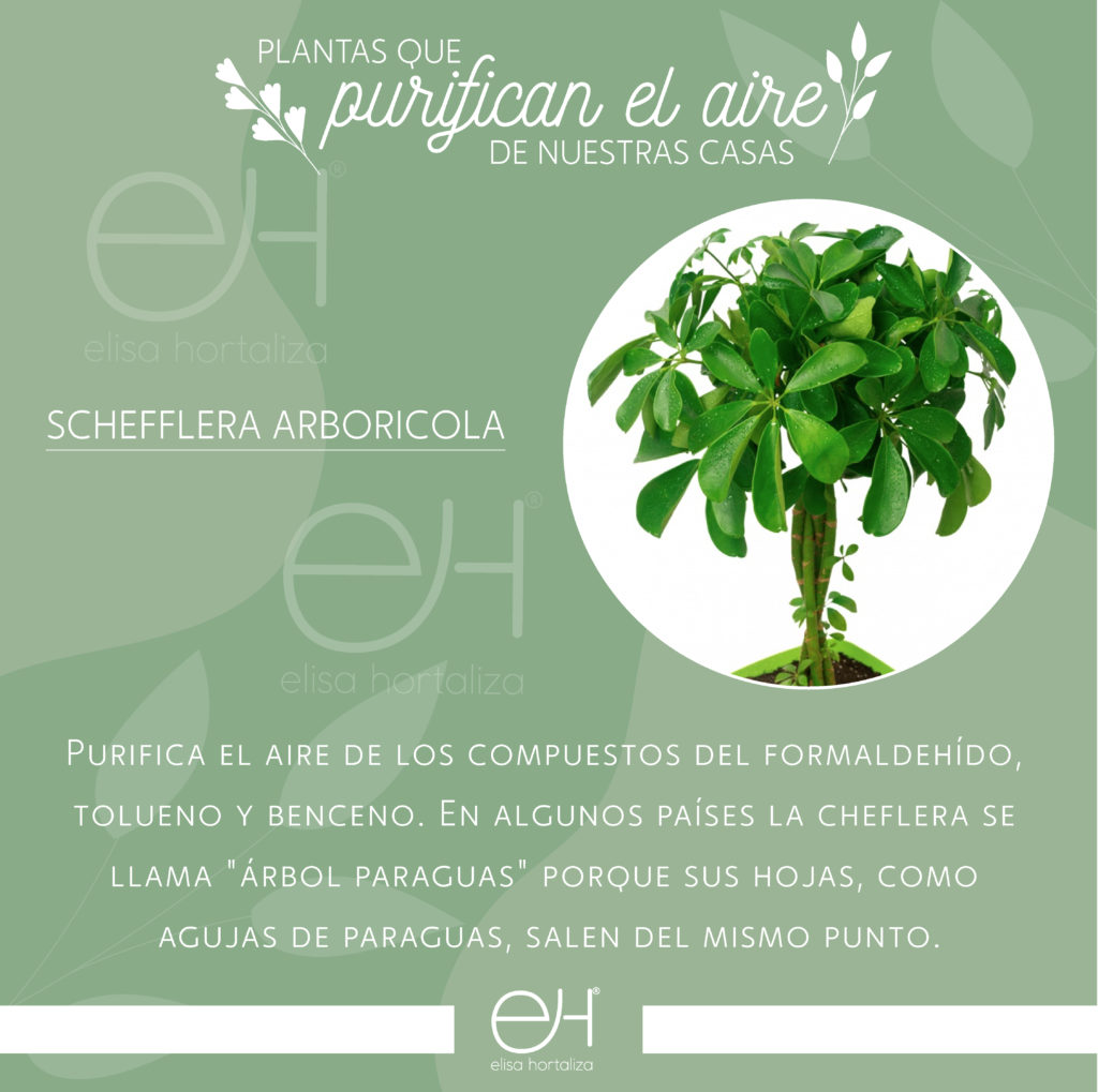 Schefflera arboricola plantas purificadoras de aire